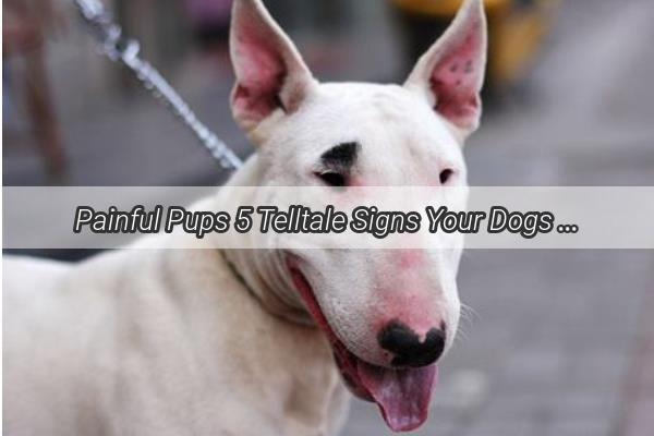 Painful Pups 5 Telltale Signs Your Dogs Breasts Are in Need of Care